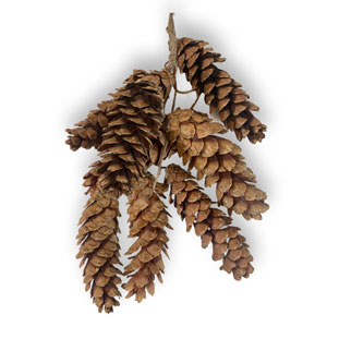 NATURE PENDENT PINE CONE LARGE