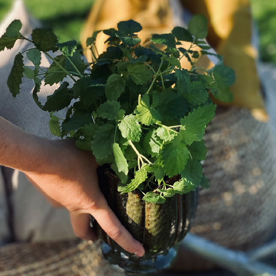 POT TULIPA MOSS MEDIUM