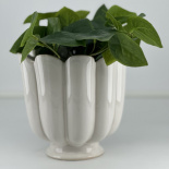POT PETULIA WHITE M POT PETULIA WHITE M