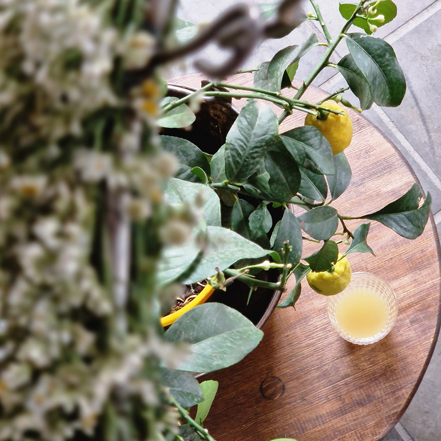 COFFEE TABLE ALICE LIN VALNÖT HIGH