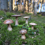 DECORATION AMANITA LARGE DECORATION AMANITA LARGE